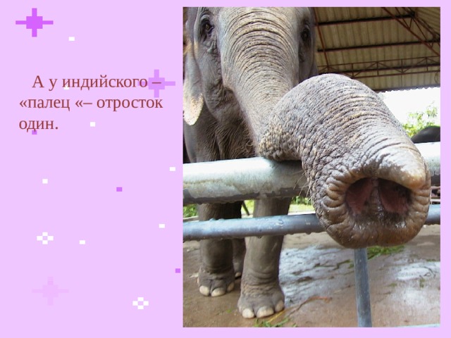  А у индийского – «палец «– отросток один.  