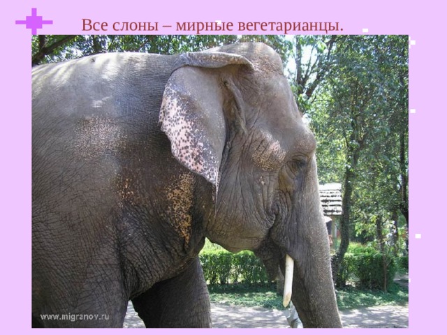 Все слоны – мирные вегетарианцы.  