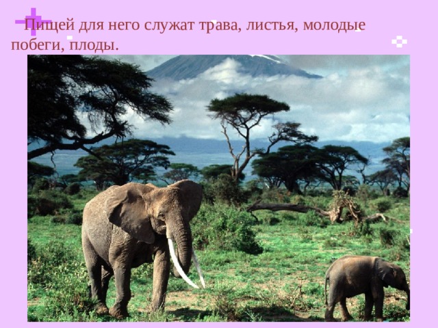  Пищей для него служат трава, листья, молодые побеги, плоды.  