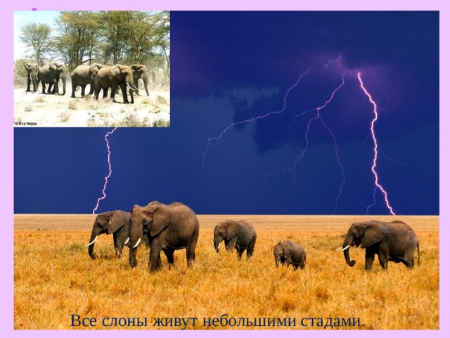 .  Все слоны живут небольшими стадами.   