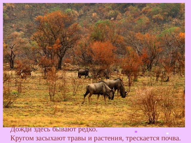  Дожди здесь бывают редко.  Кругом засыхают травы и растения, трескается почва.  