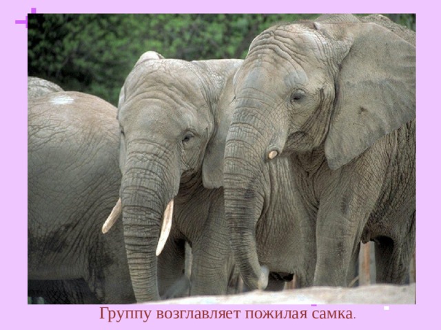 Группу возглавляет пожилая самка .  