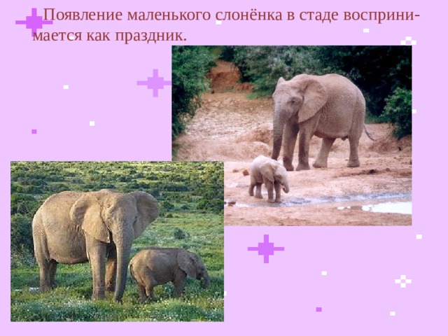  Появление маленького слонёнка в стаде восприни-мается как праздник.  