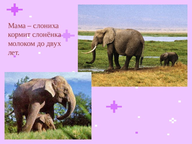 Мама – слониха кормит слонёнка молоком до двух лет.  