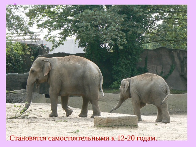 Становятся самостоятельными к 12-20 годам.  