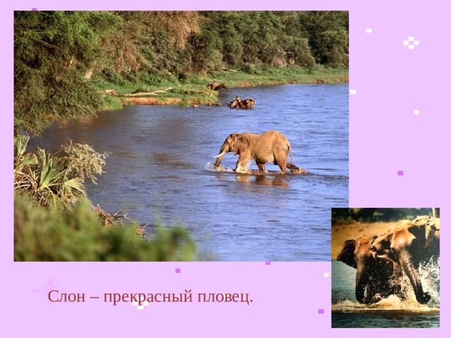 Слон – прекрасный пловец.  