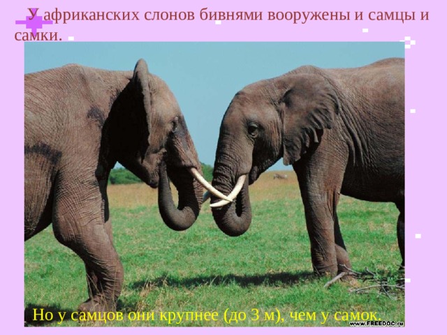  У африканских слонов бивнями вооружены и самцы и самки. Но у самцов они крупнее (до 3 м), чем у самок.  