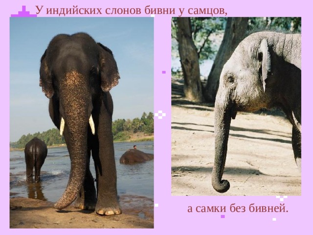 У индийских слонов бивни у самцов, а самки без бивней.  