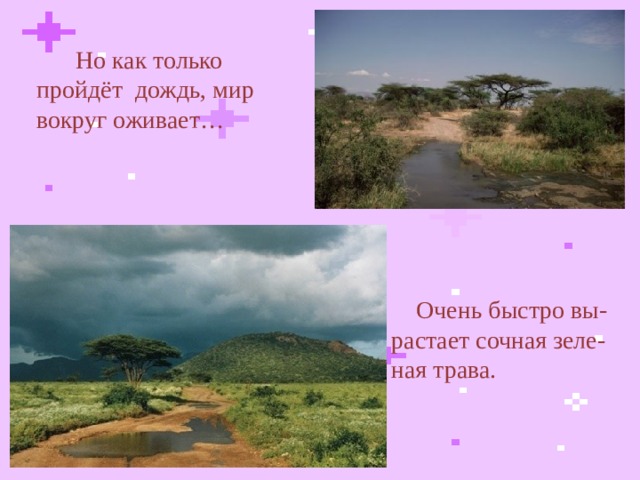 Но как только пройдёт дождь, мир вокруг оживает…    Очень быстро вы-растает сочная зеле-ная трава.  