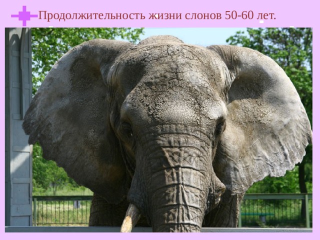 Продолжительность жизни слонов 50-60 лет.  
