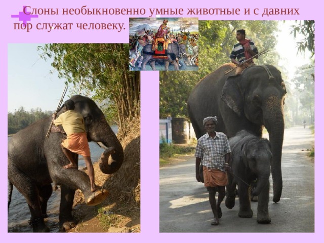  Слоны необыкновенно умные животные и с давних пор служат человеку.  