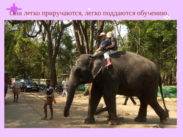  Они легко приручаются, легко поддаются обучению.  