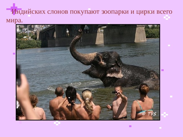  Индийских слонов покупают зоопарки и цирки всего мира.  