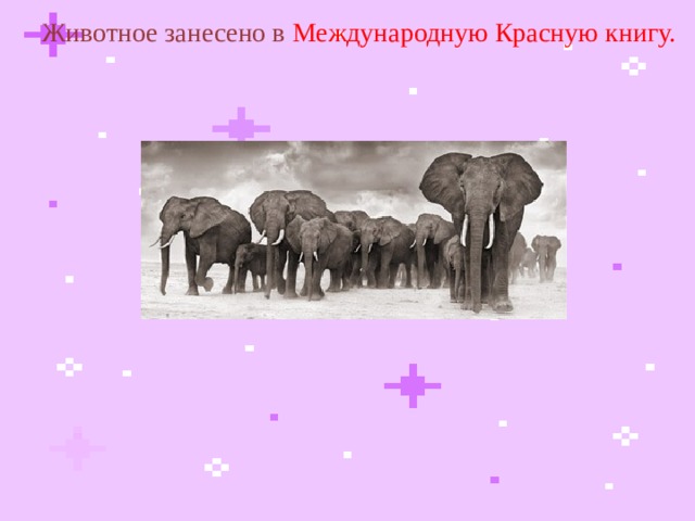 Животное занесено в Международную Красную книгу.  