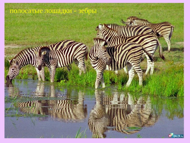 полосатые лошадки - зебры  