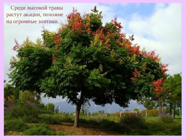  Среди высокой травы растут акации, похожие на огромные зонтики.  