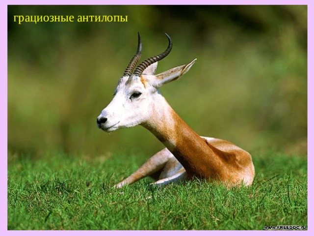 грациозные антилопы  