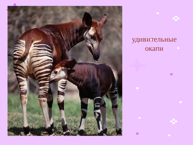 удивительные  окапи  
