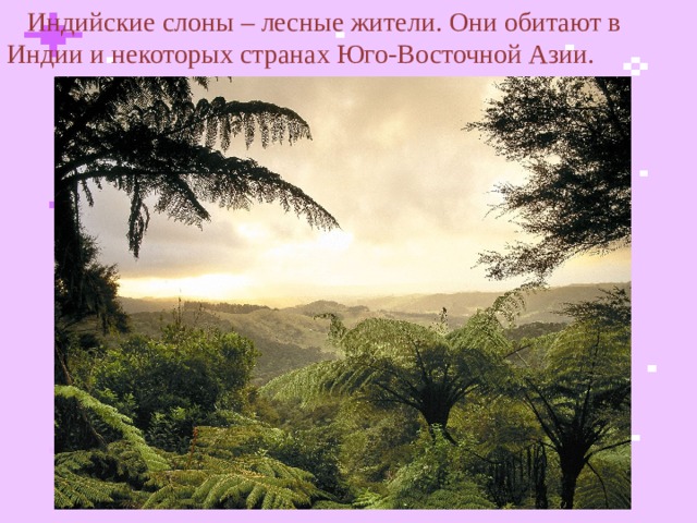  Индийские слоны – лесные жители. Они обитают в Индии и некоторых странах Юго-Восточной Азии.  