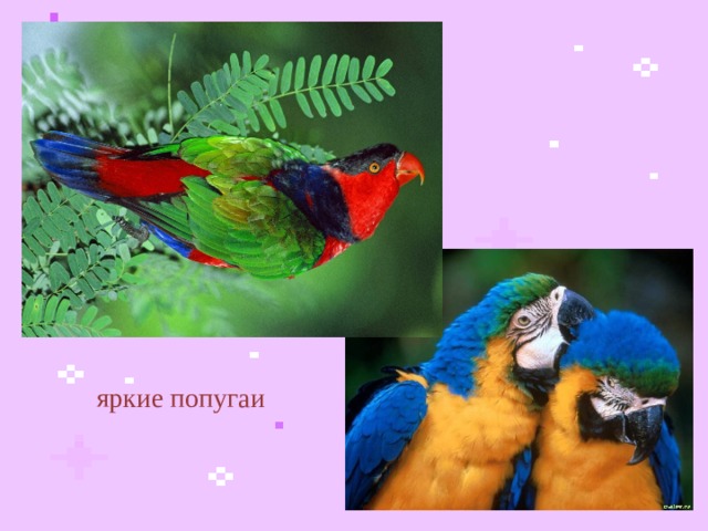 яркие попугаи  