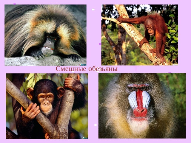 Смешные обезьяны  