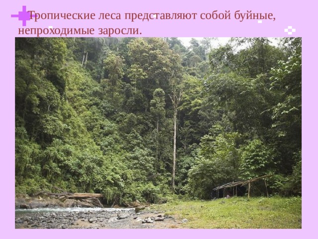  Тропические леса представляют собой буйные, непроходимые заросли.  