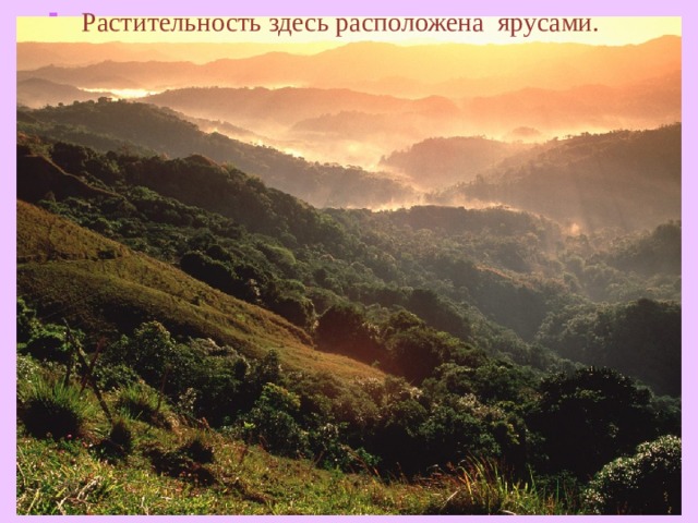  Растительность здесь расположена ярусами.  