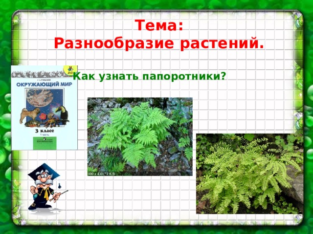 Тема: Разнообразие растений. Как узнать папоротники? 