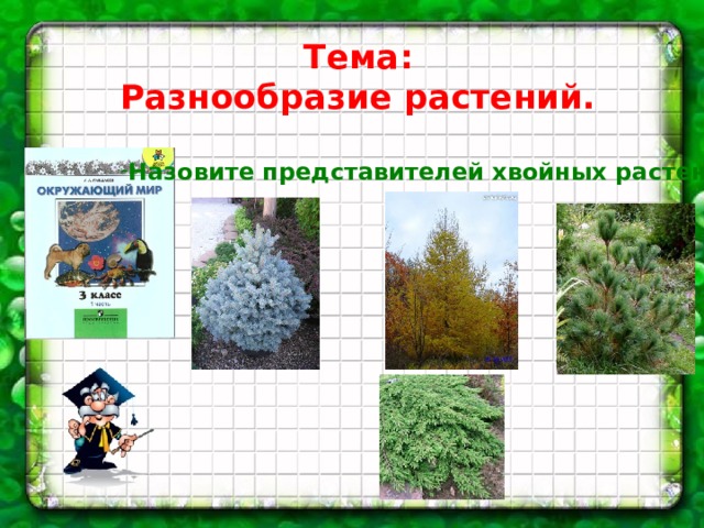 Тема: Разнообразие растений. Назовите представителей хвойных растений. 