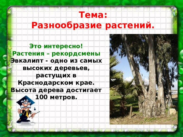Тема: Разнообразие растений. Это интересно! Растения – рекордсмены Эвкалипт - одно из самых высоких деревьев, растущих в Краснодарском крае. Высота дерева достигает 100 метров.   