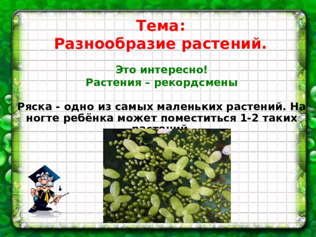 Тема: Разнообразие растений. Это интересно! Растения – рекордсмены  Ряска - одно из самых маленьких растений. На ногте ребёнка может поместиться 1-2 таких растений.    
