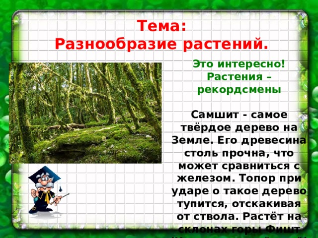 Тема: Разнообразие растений. Это интересно! Растения – рекордсмены  Самшит - самое твёрдое дерево на Земле. Его древесина столь прочна, что может сравниться с железом. Топор при ударе о такое дерево тупится, отскакивая от ствола. Растёт на склонах горы Фишт (Краснодарский край)    
