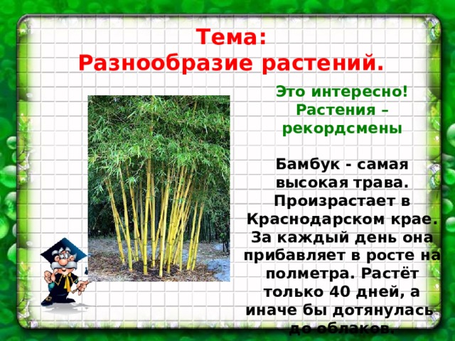 Тема: Разнообразие растений. Это интересно! Растения – рекордсмены  Бамбук - самая высокая трава. Произрастает в Краснодарском крае. За каждый день она прибавляет в росте на полметра. Растёт только 40 дней, а иначе бы дотянулась до облаков.    