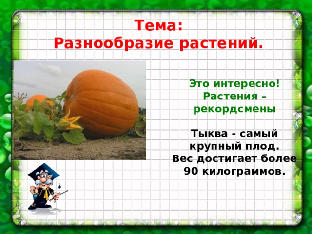 Тема: Разнообразие растений. Это интересно! Растения – рекордсмены  Тыква - самый крупный плод. Вес достигает более 90 килограммов.    
