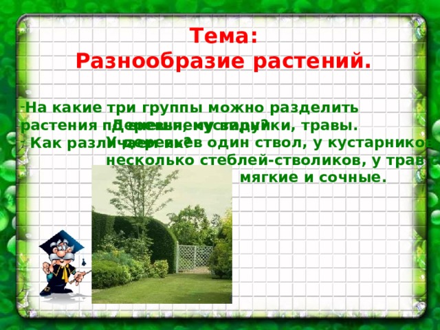 Тема: Разнообразие растений. На какие три группы можно разделить растения по внешнему виду?  Как различаем их? Деревья, кустарники, травы. У деревьев один ствол, у кустарников несколько стеблей-стволиков, у трав стебли  мягкие и сочные. 