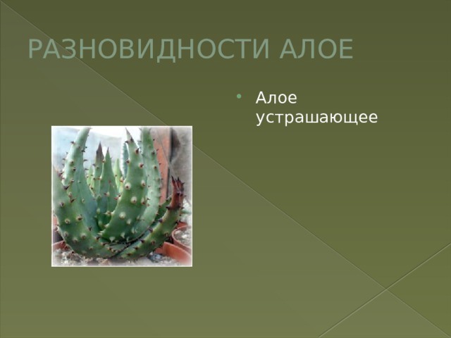 РАЗНОВИДНОСТИ АЛОЕ Алое устрашающее 