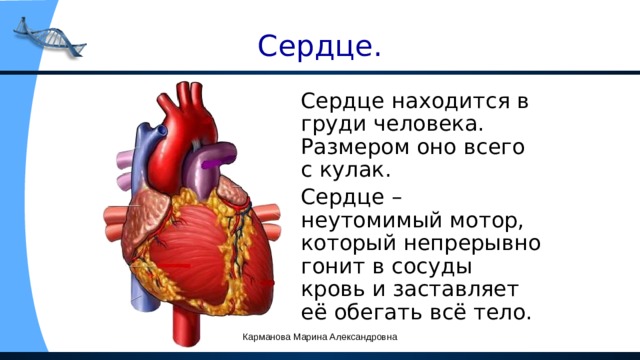 Сердце.  Сердце находится в груди человека. Размером оно всего с кулак.  Сердце – неутомимый мотор, который непрерывно гонит в сосуды кровь и заставляет её обегать всё тело. Карманова Марина Александровна 