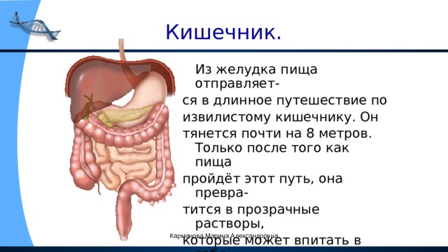 Кишечник.  Из желудка пища отправляет- ся в длинное путешествие по извилистому кишечнику. Он тянется почти на 8 метров. Только после того как пища пройдёт этот путь, она превра- тится в прозрачные растворы, которые может впитать в себя кровь и разнести по всему организму. Карманова Марина Александровна 