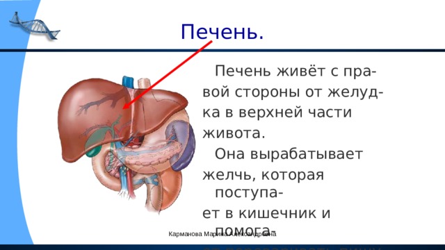 Печень.  Печень живёт с пра- вой стороны от желуд- ка в верхней части живота.  Она вырабатывает желчь, которая поступа- ет в кишечник и помога- ет переваривать пищу . Карманова Марина Александровна 