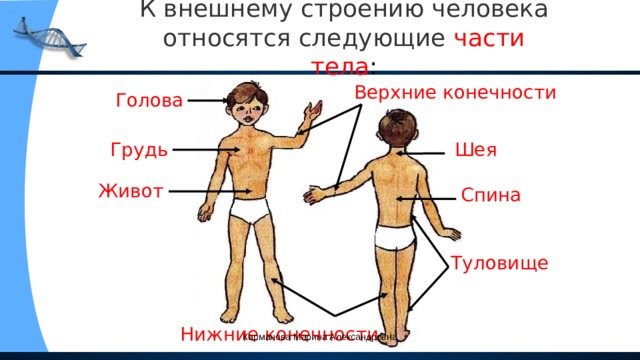 К внешнему строению человека относятся следующие  части тела : Верхние конечности Голова Шея Грудь Живот Спина Туловище Нижние конечности Карманова Марина Александровна 