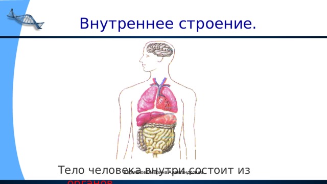  Внутреннее строение. Тело человека внутри состоит из органов . Карманова Марина Александровна 