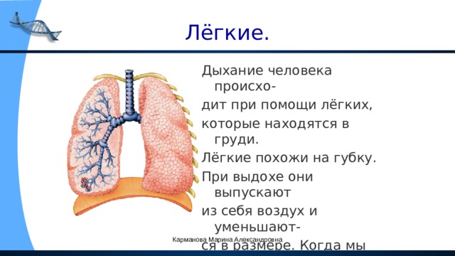 Лёгкие. Дыхание человека происхо- дит при помощи лёгких, которые находятся в груди. Лёгкие похожи на губку. При выдохе они выпускают из себя воздух и уменьшают- ся в размере. Когда мы дела- ем вдох, лёгкие наполняют- ся воздухом и расширяются. Карманова Марина Александровна 