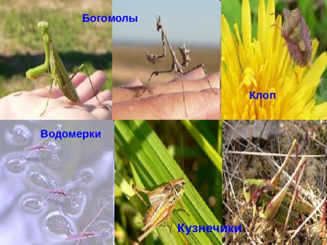 Богомолы Клоп Водомерки Кузнечики  