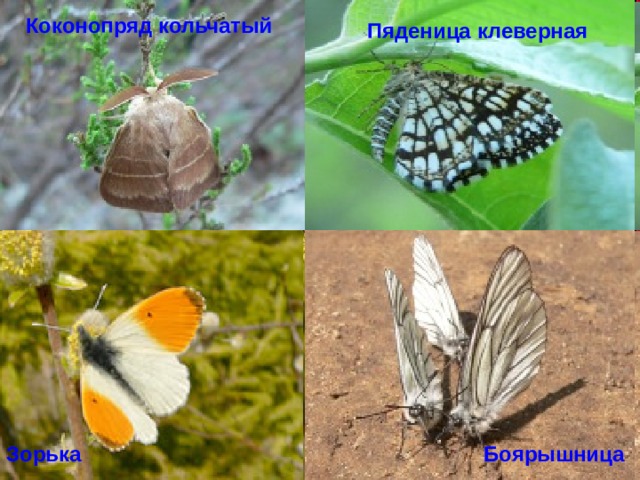 Коконопряд кольчатый Пяденица клеверная Зорька Боярышница 