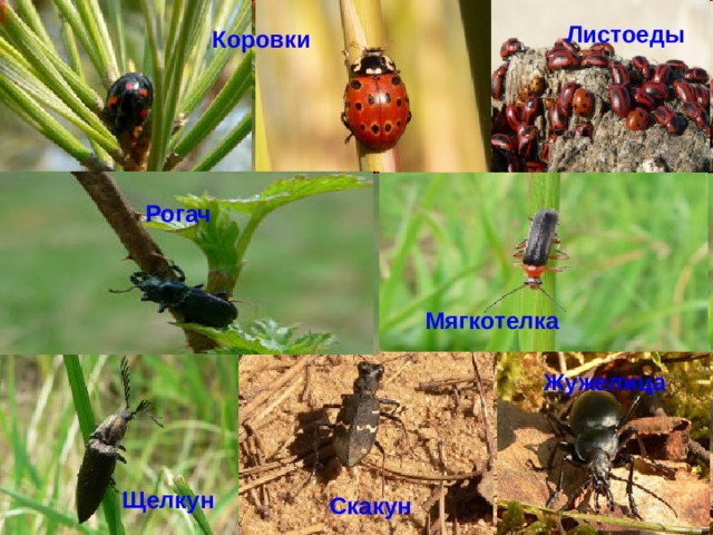 Листоеды Коровки Рогач Мягкотелка  Жужелица Щелкун Скакун 