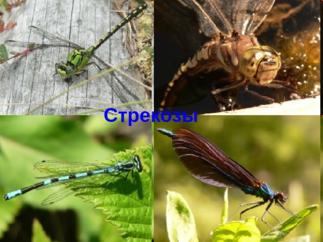 Стрекозы  