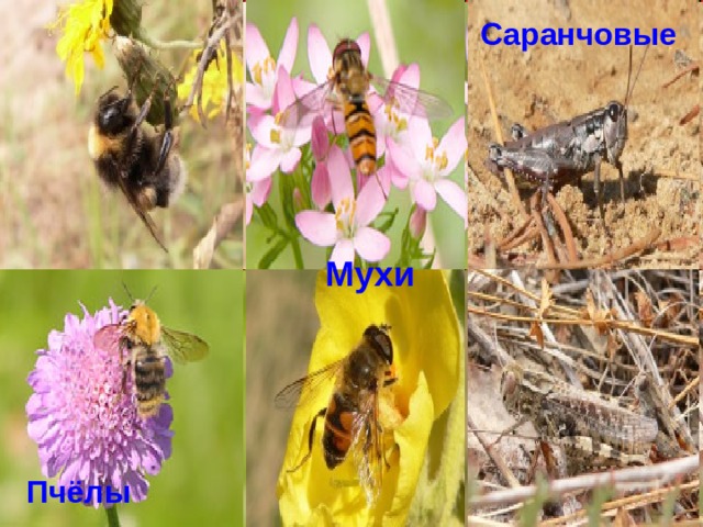 Саранчовые Мухи Пчёлы 