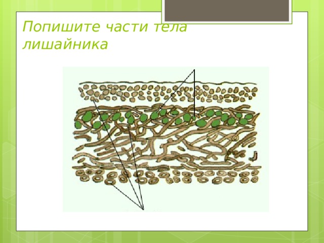 Попишите части тела лишайника 