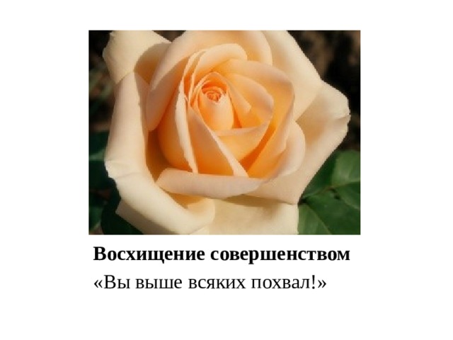 Восхищение совершенством «Вы выше всяких похвал!» 