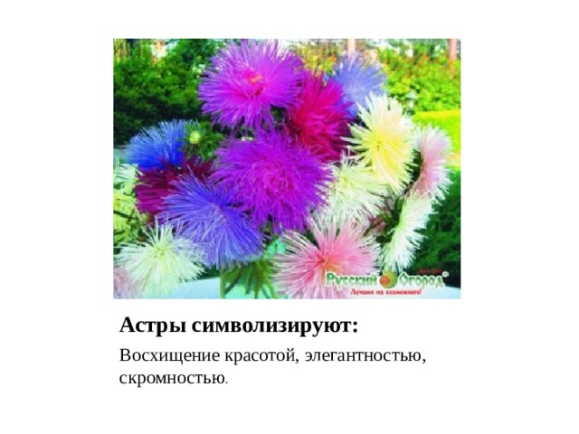 Астры символизируют: Восхищение красотой, элегантностью, скромностью . 